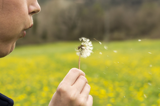 Girl blowing dandelion - Photo, Image