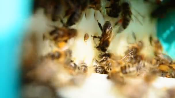 Pszczoły z pyłku, zbieranie pyłku - Materiał filmowy, wideo
