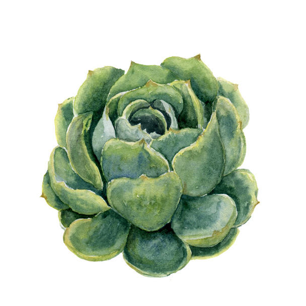 Watercolor succulent. Hand drawn illustration on white background. For design, textile and background. Realistic botanical illustration. - Fotoğraf, Görsel