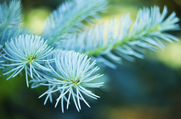 Blue spruce branches - Fotoğraf, Görsel