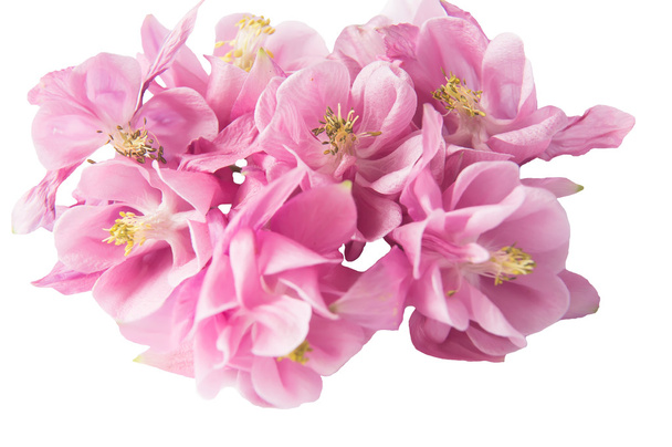  繊細なピンク色のオダマキ - 写真・画像