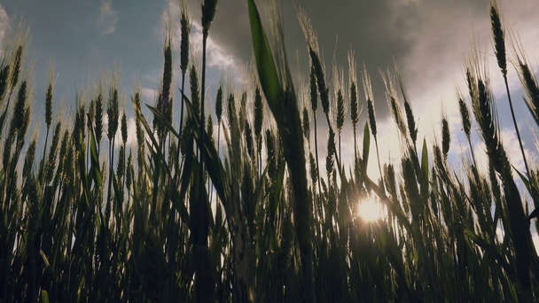 Nízký úhel pohledu na pšeničná zařízení v terénu - Záběry, video