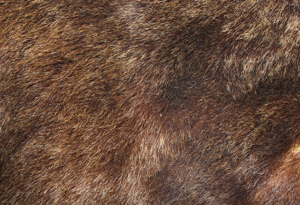 Barna medve szőrme textúra - Fotó, kép