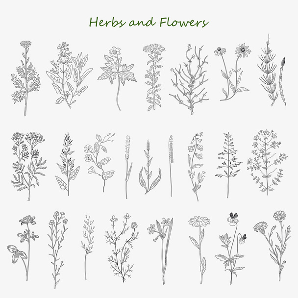 herbs and flowers - Vektor, kép