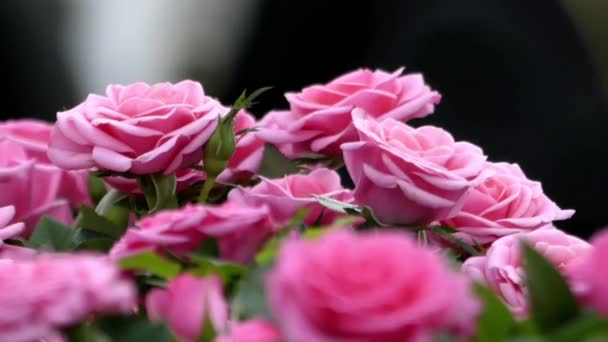 schöne rosa Rosen aus nächster Nähe. - Filmmaterial, Video