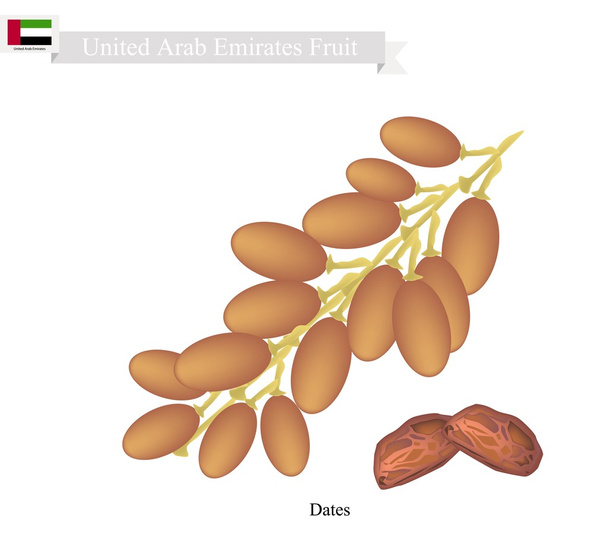 Tarihleri meyve, popüler meyve Birleşik Arap Emirlikleri'nde meyve - Vektör, Görsel