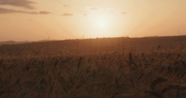 Jong meisje in een gouden tarweveld verhogen haar handen in geluk voor de zonsondergang - Video