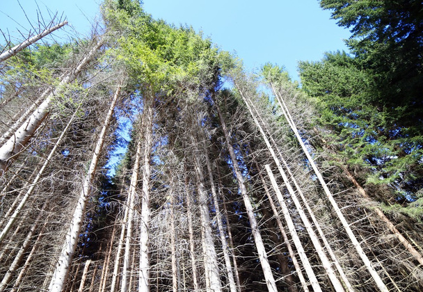 troncos de árvores na floresta de coníferas, abetos, pinheiros e faia grande
 - Foto, Imagem