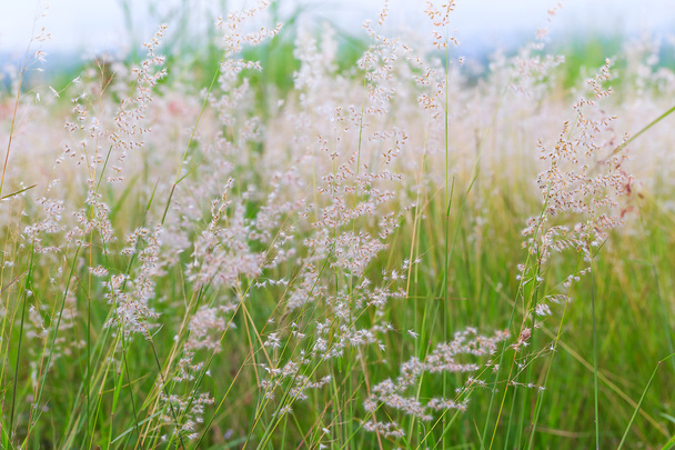 Крупный план цветка полевых трав
 - Фото, изображение