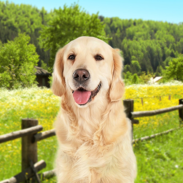 Koira kentällä kukkien kanssa
 - Valokuva, kuva