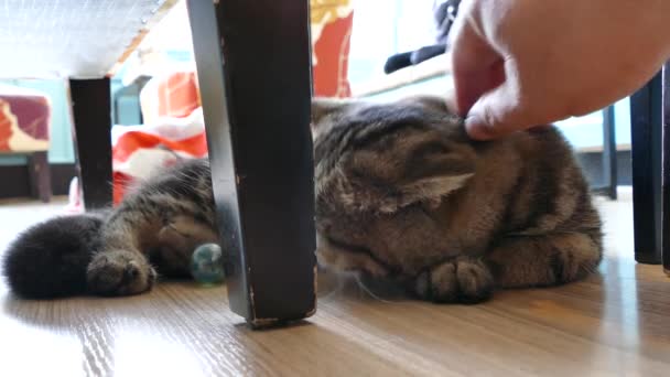 Spiel mit der Katze vom Katzenliebhaber  - Filmmaterial, Video