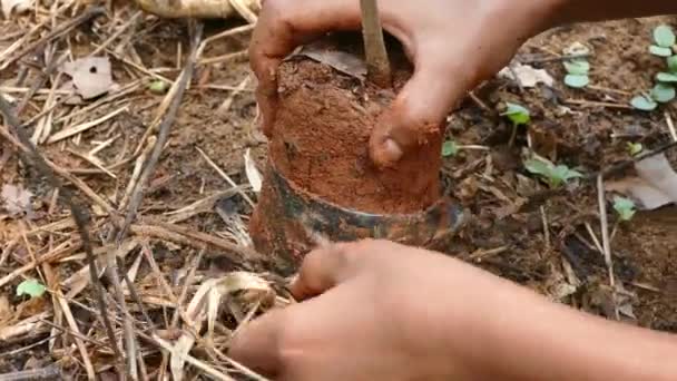 Tree planting in the rain forest - Footage, Video