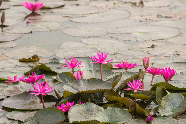 pink color fresh lotus blossom - Photo, Image