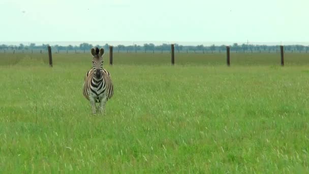 Zebra in de steppe op groen gras te kijken naar de camera - Video