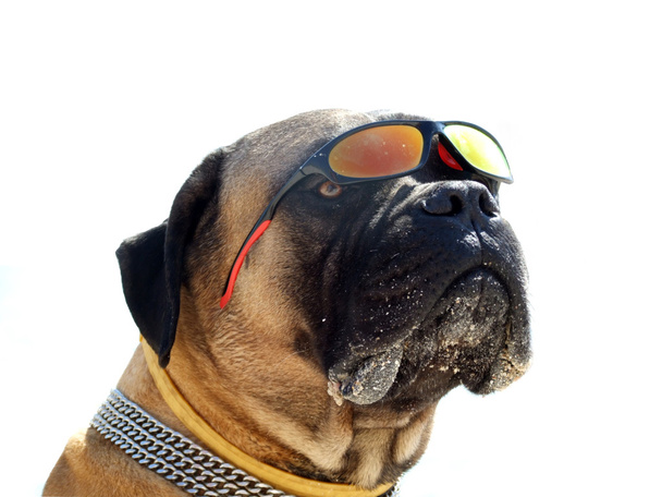 Portrait of the bulldog in sunglasses. I - Photo, Image