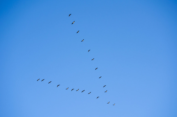 Linnut lentävät symbolinen avain
 - Valokuva, kuva