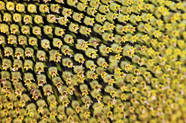 Олія соняшникова крупним планом
 - Фото, зображення
