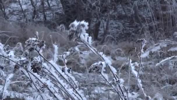 Frost covered grass sways in the cold winter wind  - Footage, Video