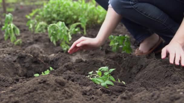 Frau pflanzt Gemüse im Gemeinschaftsgarten - Filmmaterial, Video