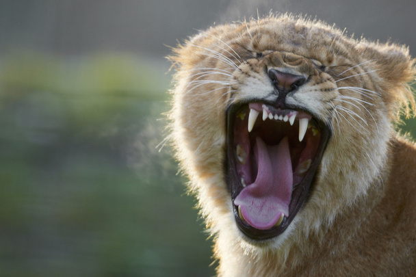 Portret van een gapende jonge leeuw (leo panthera) - Foto, afbeelding