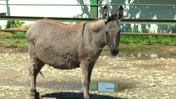 Donkey standing in a pen, and looking at the camera. - Кадры, видео