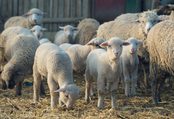Schafe im Mob wenden sich dem Fotografen zu - Foto, Bild