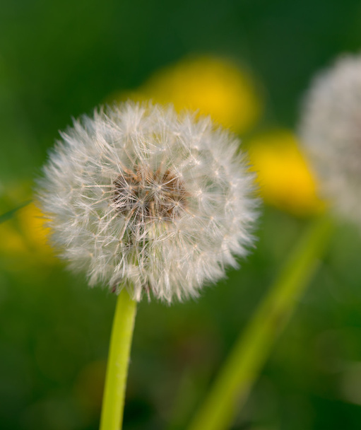 Close up of dandelion in the nature - Photo, Image