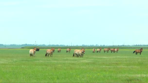 Stádo koní Převalského v stepi - Záběry, video
