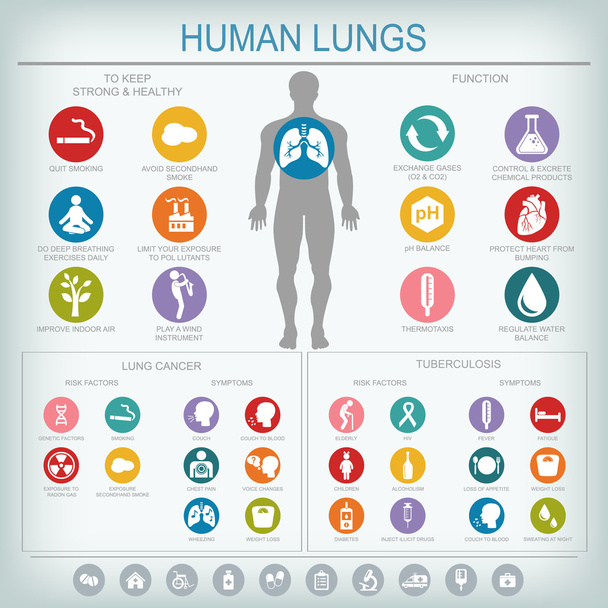 Keuhkojen toiminta ja terveys
.  - Vektori, kuva