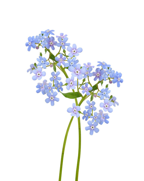 Forget-me-not blue flowers. - Photo, Image