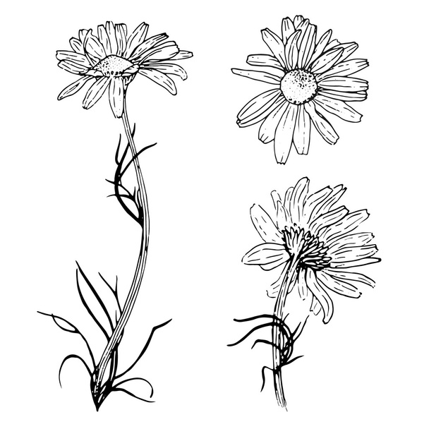 Illustration with hand drawn chamomiles - Vettoriali, immagini