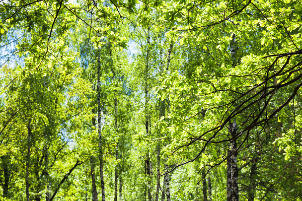 brindilles de chêne et de bouleaux en arrière-plan dans la forêt
 - Photo, image