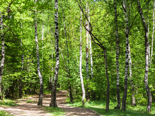 緑の白樺の森での経路 - 写真・画像