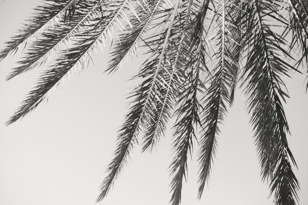 Black and white photography of palm tree branches - Zdjęcie, obraz