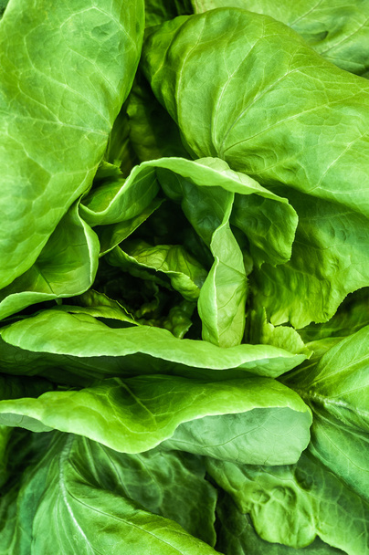 свіжий салат листя
 - Фото, зображення