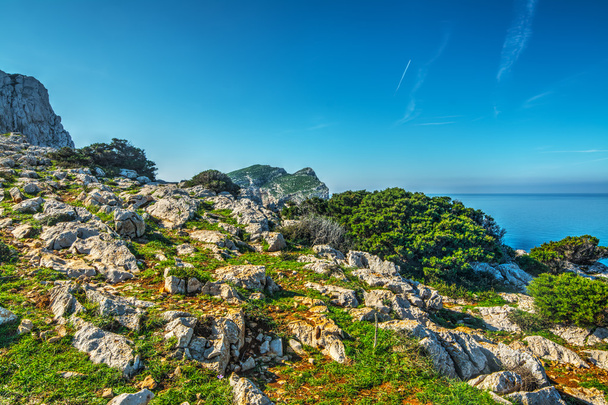 roches blanches et des plantes vertes à Capo Caccia
 - Photo, image
