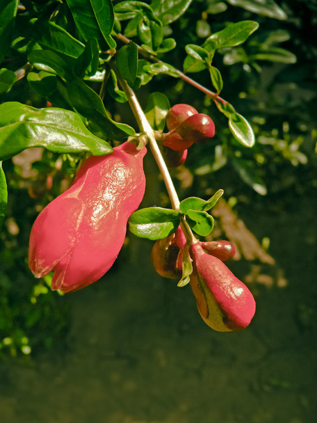 Blütenknospen von Granatapfel, punica granatum l. punicaceae - Foto, Bild