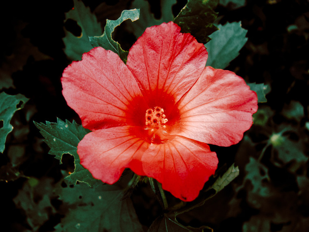 Hibiscus sabdariffa var. rubra, Red Sorrel - Photo, Image
