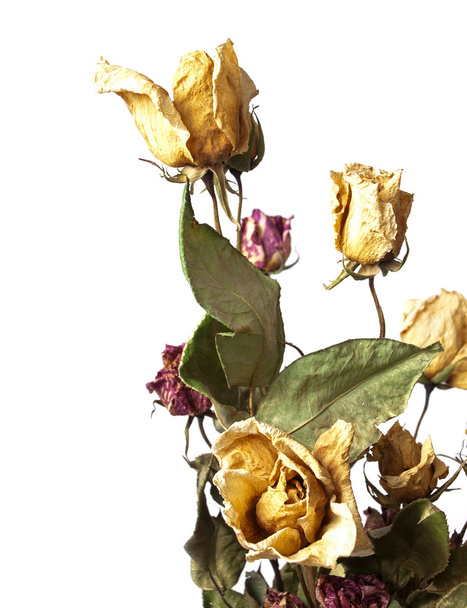 Wilted roses - Photo, Image