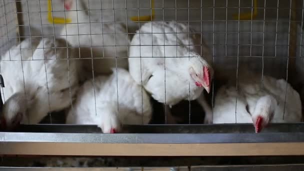 Video: Ein paar Hühner fressen Mischfutter im Käfig auf dem Bauernhof - Filmmaterial, Video