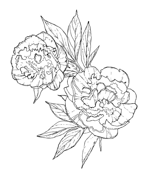 Illustration of peony flowers, vector - Vector, afbeelding