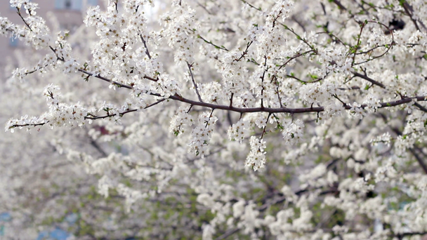 Jarní pozadí. Kvetoucí strom na jaře. Třešňové květy na jaře - Záběry, video