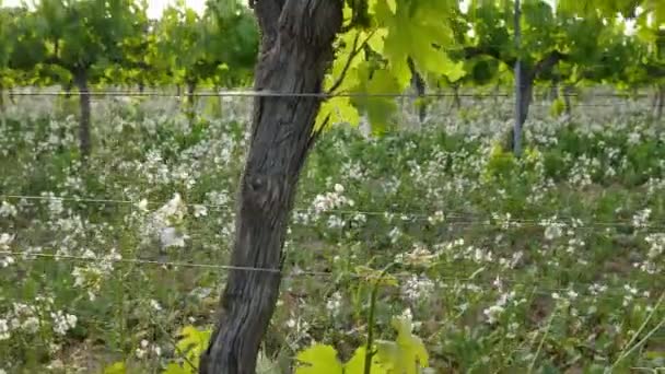 Winnica pola o winorośli zachód zbliżenie - Materiał filmowy, wideo