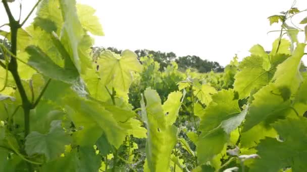 Vineyard Fields at Sunset Vine Lane Closeup - Footage, Video