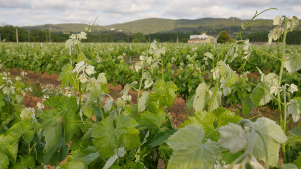 Виноградные поля вблизи Спринг Фарм
 - Кадры, видео