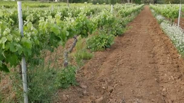 Прогулки по виноградникам Алонга весной
 - Кадры, видео