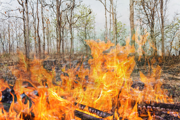 Incendio forestal, árbol quemado en llamas
 - Foto, imagen