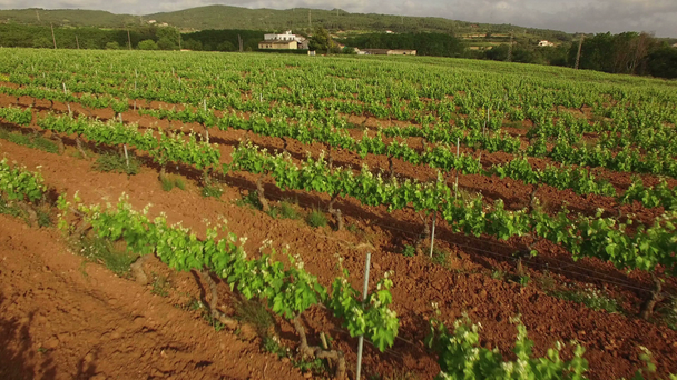 Виноградные поля на весеннем воздухе
 - Кадры, видео