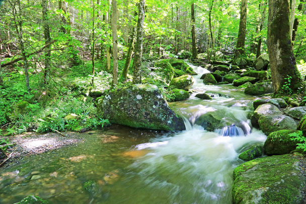 Creek στο δάσος - Φωτογραφία, εικόνα