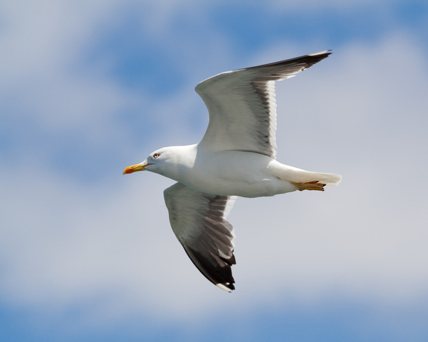 Flying seagull against sky wtih clouds - Photo, Image